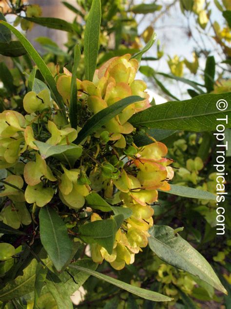 Dodonaea viscosa, Hopseed bush