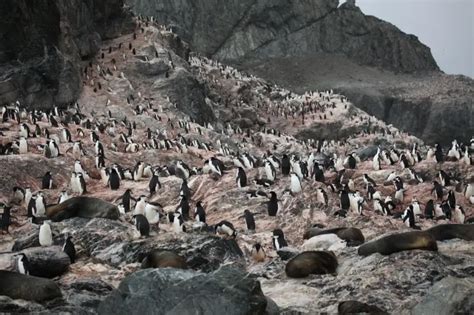 Chinstrap Penguin - Facts, Diet, Habitat & Pictures on Animalia.bio