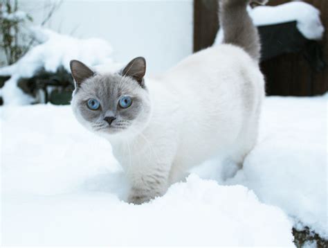 Lionel in Snow - British Shorthair cat (white with lilac p… | Flickr