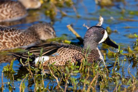 Blue Winged Teal Duck Flying Stock Photos, Pictures & Royalty-Free Images - iStock