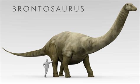 Brontosaurus - A-Z Animals