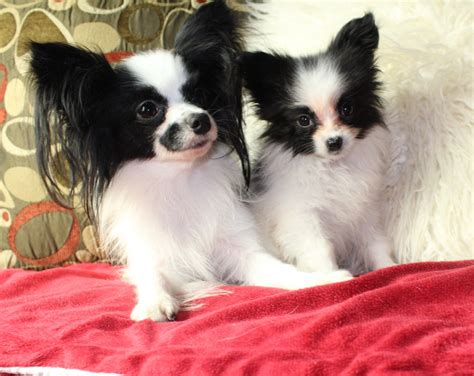 Papillon Puppies For Sale | Ocala, FL #288809 | Petzlover