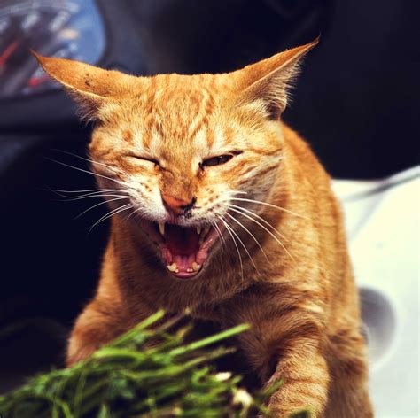 Free photo: Angry Cat - Angry, Animal, Cat - Free Download - Jooinn