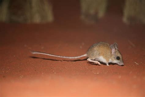 Spinifex Hopping Mouse (Notomys alexis), sand dune rodent, Central ...