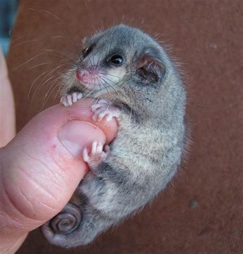 Pygmy Opossums Blind Me with their Cuteness | Featured Creature