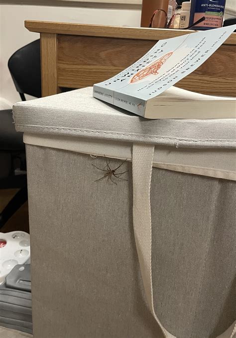 Brown Recluse? (North Carolina) : r/whatisthisbug