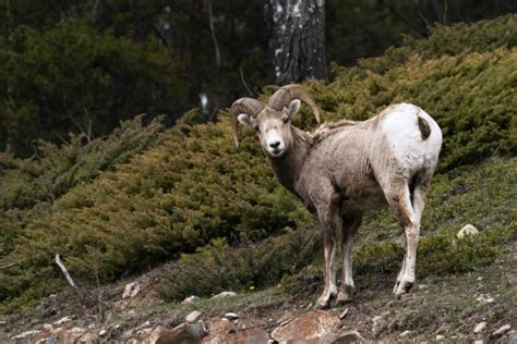 Wild Sheep Foundation: Education for Preservation