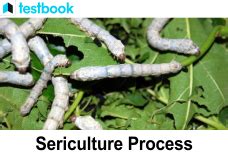 Sericulture: Learn Meaning, Process, Importance and Challenges