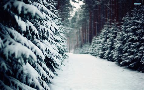 Snowy Forest Desktop Wallpaper - WallpaperSafari