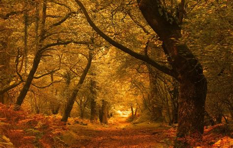 Wallpaper autumn, forest, trees, England, England, Exmoor, Exmoor, Horner Woods images for ...