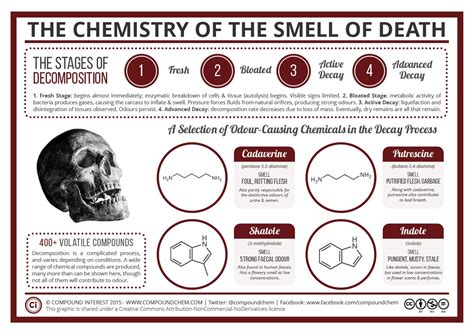 Stages of Decomposition : r/chemistry