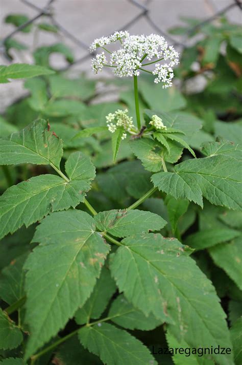 Bishop's weed (goutweed) identification and control: Aegopodium podagraria - King County, Washington