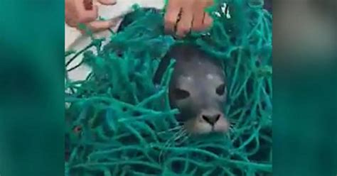 Viral video shows rescue of seal pup - CBS News