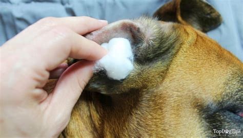 Treatment For Dogs With Chronic Ear Infections at jonathanfyork blog