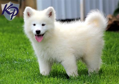 23+ Miniature Samoyed Husky - l2sanpiero