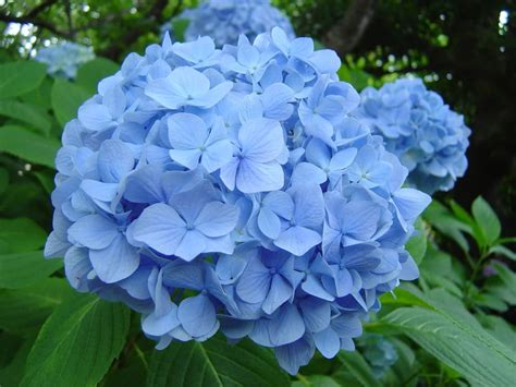 How To: Change the Color of your Hydrangeas In Pennsylvania