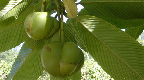 Elephant apple | Growing condition and Health Benefits - NatureBring