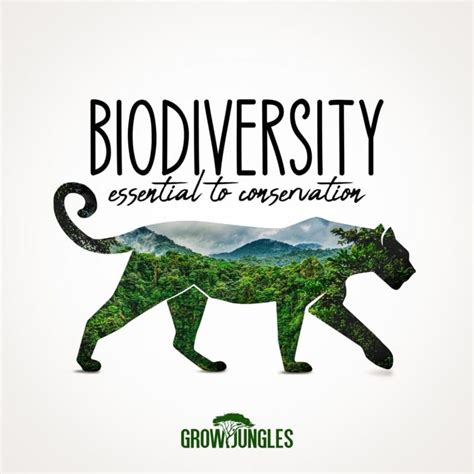 Biodiversity As The Vital Building Block For Sustaining A Healthy Rainforest