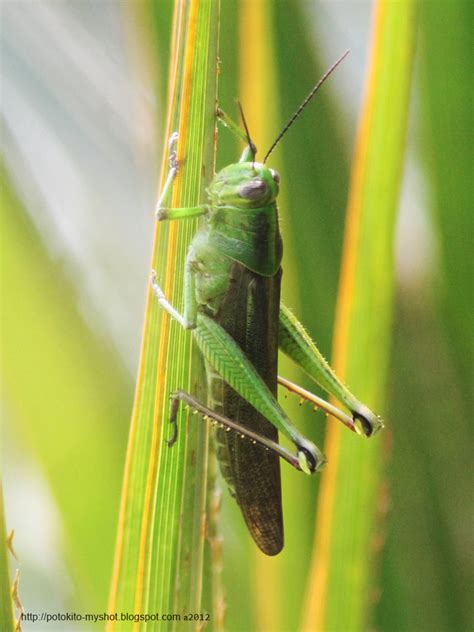 Green Bird Grasshopper (Schistocerca shoshone), Sumatra Indonesia