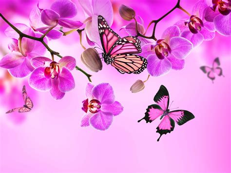 Pink Butterfly Wallpaper Flower - WallpaperSafari