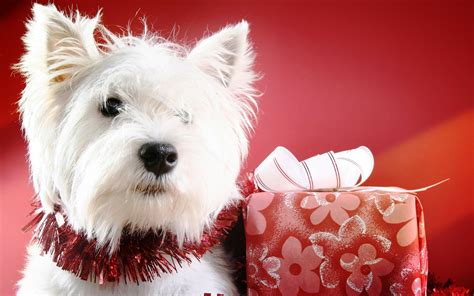 Christmas Puppies Wallpapers - Wallpaper Cave