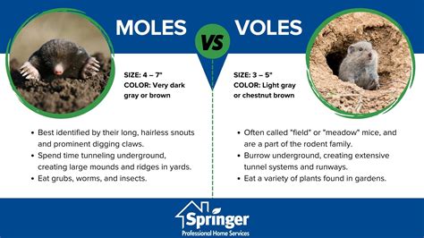 Moles vs Voles | Mole vs Vole Damage and Appearance in Des Moines IA