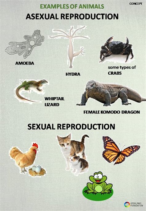 Asexual Reproduction In Animals