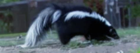 Where do skunks live?