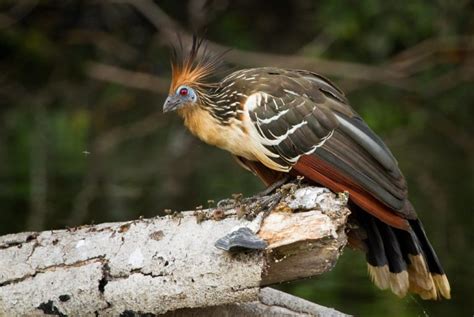 Hoatzin Facts, Habitat, Diet, Adaptations, Pictures