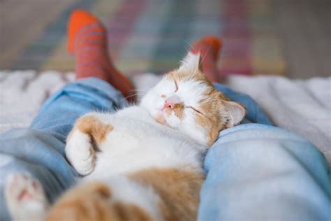 Do Cats Dream? Science Has the Answer - Cats.com