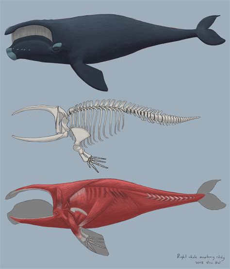 Whale anatomy study by Pralinlin on Newgrounds