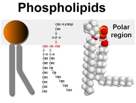 Lipids - Macromolecules