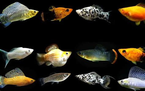 15 Most Popular Types of Mollies Fish to Choose from (Guide)