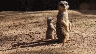 Download Animal Meerkat Gif - Gif Abyss