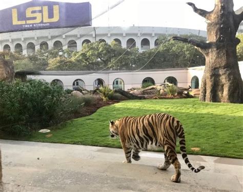 Mike the Tiger retires as LSU's mascot after Kentucky loss