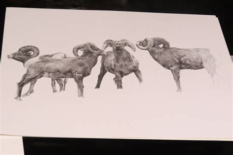 Bighorn Sheep Art Print, Bighorn Ram Pencil Drawing, Bighorn Sheep ...