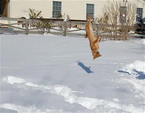 funny animal pictures, dog loves snow - Dump A Day