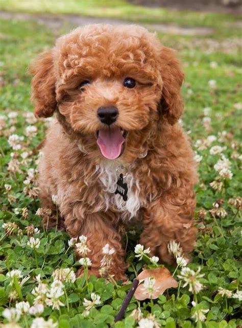 14 Cute Poodle Photos You've Ever Seen | Page 2 of 4 | PetPress