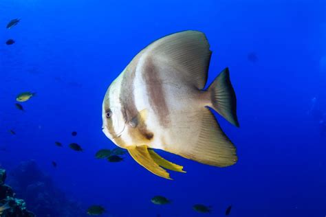 Batfish • Earth.com Batfish