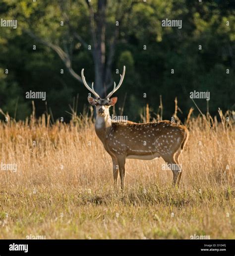 Chital deer stag with large antlers at deer farm Stock Photo - Alamy