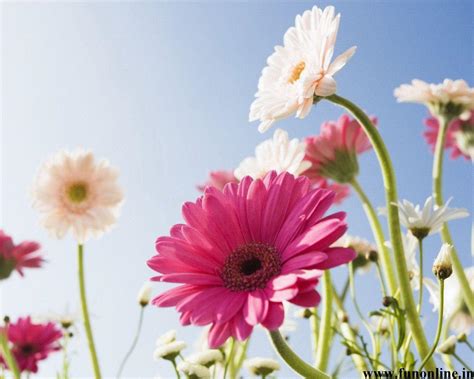 Gerbera Daisies Wallpapers - Wallpaper Cave