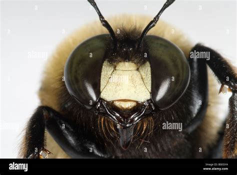 Male Eastern carpenter bee Xylocopa virginica Stock Photo - Alamy