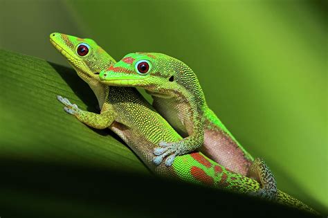 Gold dust day gecko mating! | My animal farm | Pinterest