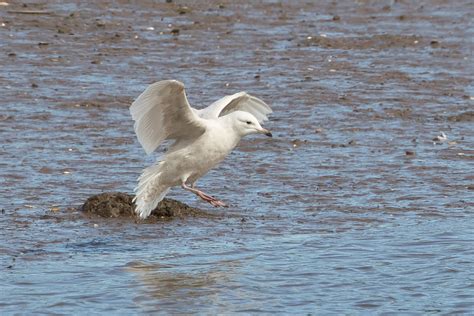 Colyton Wildlife: Iceland Gull