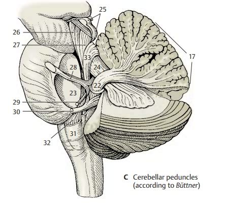 Cerebellar Peduncles and Nuclei - Structure of Cerebellum