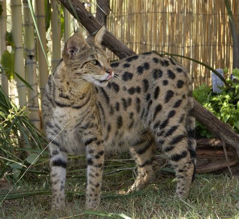 32+ Savannah Cat Size Comparison - Furry Kittens