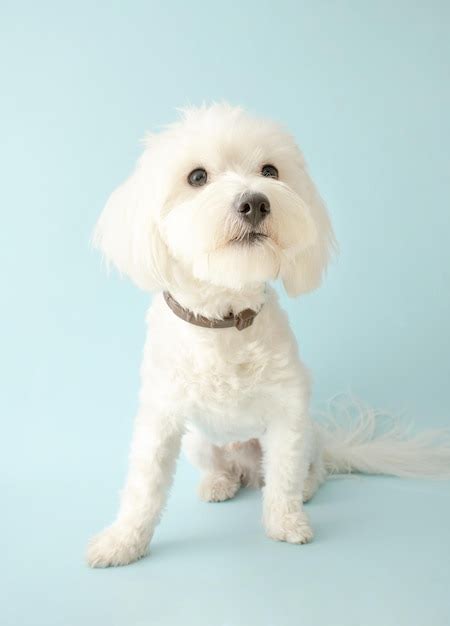 Lindo perro maltés blanco posando sobre fondo azul | Foto Premium