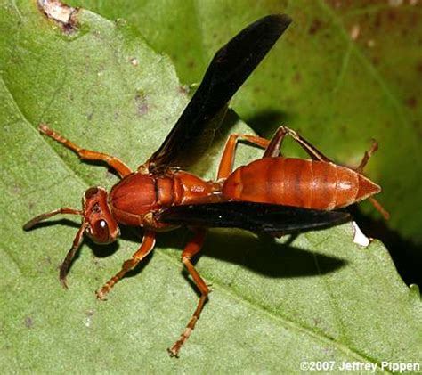 Vespidae Wasps