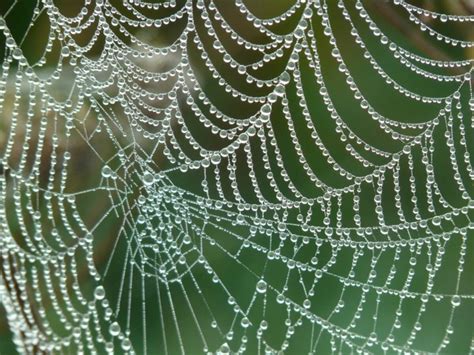 Secrets in spider silk "could herald a revolution in manufacturing ...