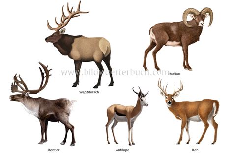 animal kingdom :: ungulate mammals :: examples of ungulate mammals ...